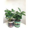Coffea Arabica Kawa Arabska kubek ceramiczny mix